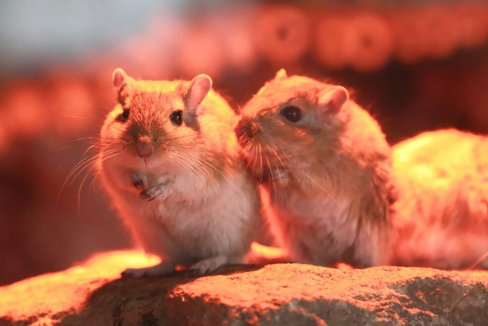 Two hamsters sitting on top of a rock